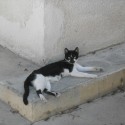 Mačka pri bazilike v Pafose