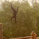 monkey v zoo - Cork