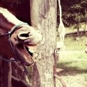 Konia pusa :-)