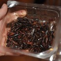 Yummy! Keď vezmete do úvahy, že mám fóbiu z hmyzu, tak to bol vlastne výkon, že som tých cvrčkov jedla. :D