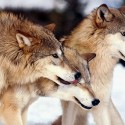 wolf trio