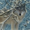 Ukážka z obrázkov v albume Wildlife Paintings