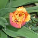 Lienka a tulipán :P