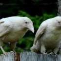 Corvus Corax - albin