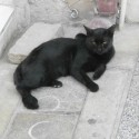 Mačka v Nicósii