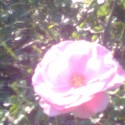 Ukážka z obrázkov v albume Kvety z našej záhrady