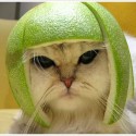 aj mačky potrebujú helmu!