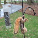 tak takúto smrť veveričky som ešte nevidel