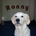 Ukážka z obrázkov v albume Ronny