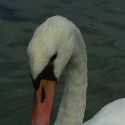 swan - milujem tohto tvora /teda az kym sa nenasere :D/
