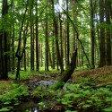 Vihorlatský prales za hranicami vojenského obvodu Valaškovce