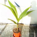 Kokosová palma 1 (24.5.2015)