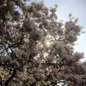 Znalci flóry,neviete,co by to mohol byt za strom? Napadla mi sakura,ale ta rastie len v Japonsku,ci? :D