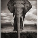 Ukážka z obrázkov v albume slony <3