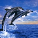 Ukážka z obrázkov v albume delfíny