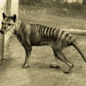 Thylacine: Tasmánsky tiger (vyhynutý od roku 1936)
Thylacine bol najväčší známy mäsožravý vačkovec modernej doby. Pôvodom z Austrálie a Novej Guiney. Je všeobecne známy ako Tasmánsky tiger alebo tiež známy ako Tasmánsky vlk.
Thylacine vyhynul na austrálsk