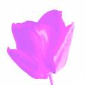 tulip a.k.a. co robim vo volnom case ked sa nudim a hladam dovod preco sa neucit:)