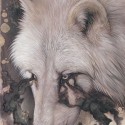 Ukážka z obrázkov v albume Vlky