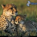 Ukážka z obrázkov v albume gepardy