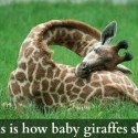 Takto spí malá žirafa :)