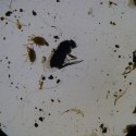 roztočíky :) a niečo z rodu Diptera alebo čo všetko sa nájde v sýkorčom hniezde :)