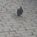 Pražský holub