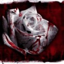 Krvavá ružička