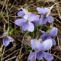 fialka voňavá (Viola odorata L.)