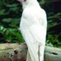Corvus Corone - albin 