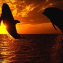 Milujem delfínov :*