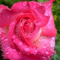 ružička ružová =)