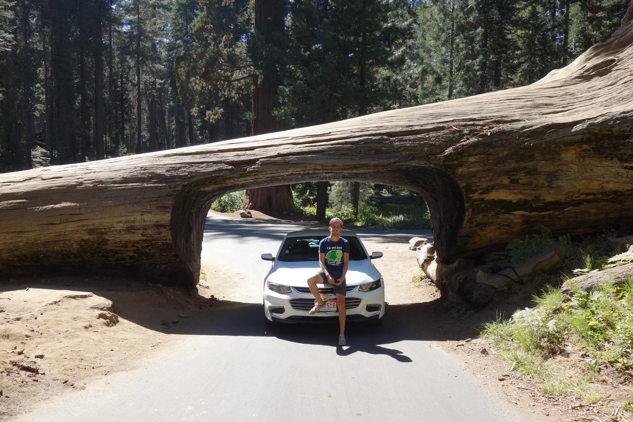 Lezim v posteli a hovno robim s kopou povinnosti pred sebou, tak sem aspon hodim fotku - Tunnel log v Sequoia National Park
