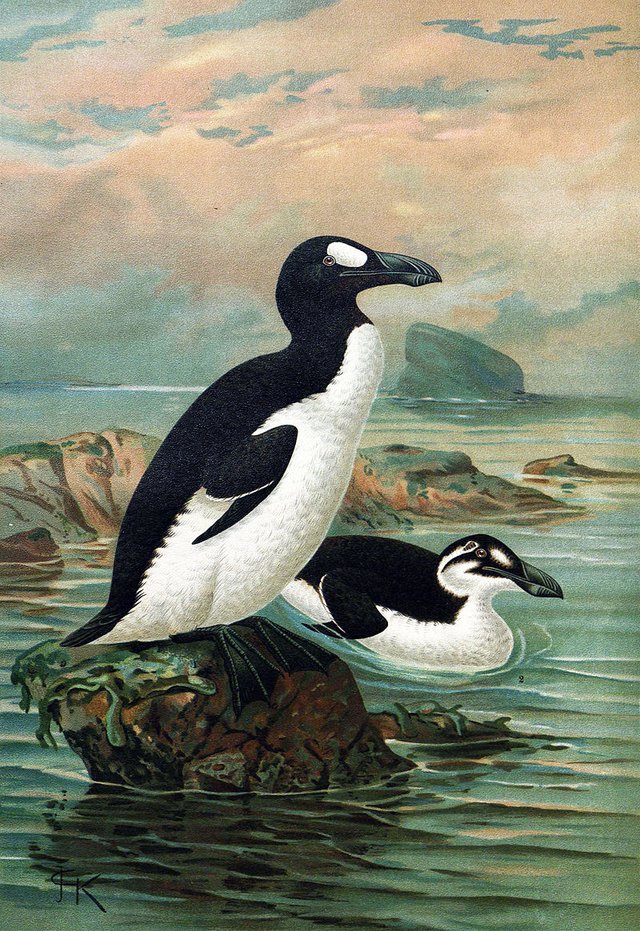 Pinguinus impennis. V roku 1860 ho vyhubil clovek