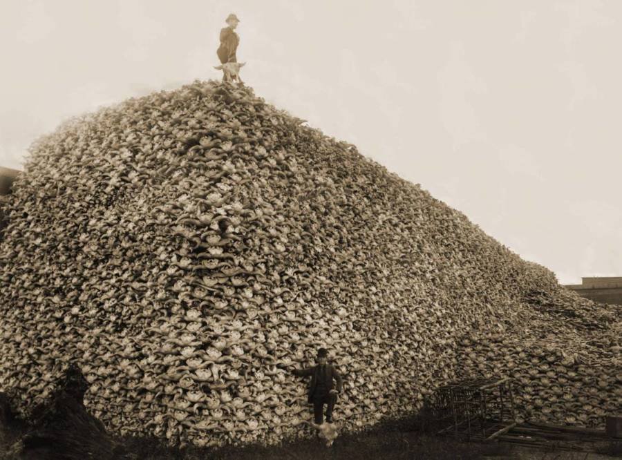 Koncom 19 storočia prežilo v Amerike len 325 bizónov. Veľká časť tejto genocídy bola len pre zábavu.