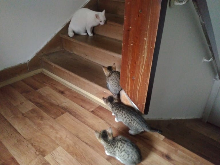 B.R.N.O. máme odkojené tri koťátka keby ste niekto, alebo niekoho známi chceli mačiatko! (~^_^)~