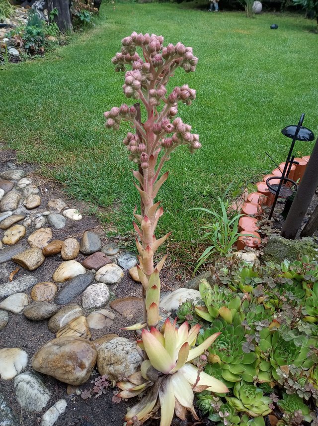 Jak volá toto rastlina? Ja to volám kaktus :D