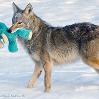 krásny divý kojot si ukradol hračku :) 
https://goo.gl/k9t3Wg