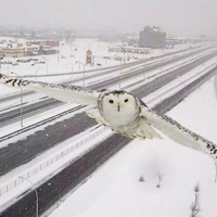 dopravná kamera zachytila snežnú sovu v Montreali :) pekné 
http://goo.gl/WbJBsh