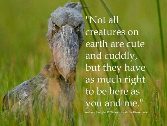 Nie všetky tvory na zemi sú roztomilé a maznavé, avšak majú rovnaké právo tu byť, ako ty a ja.