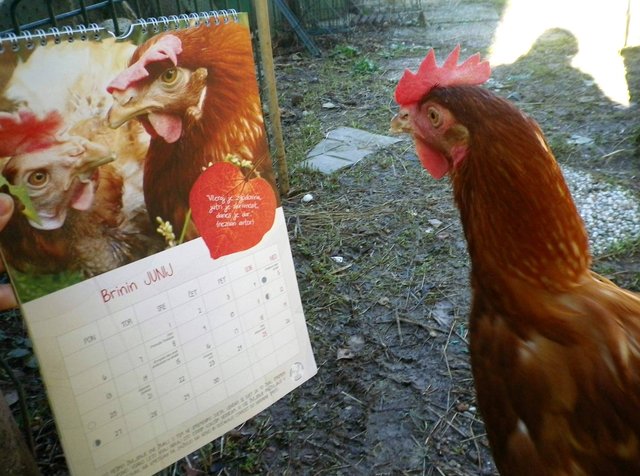 koľko z nás o sebe môže povedať, že majú foto  v kalendári? :D (Kalendár od Za zaščito rejnih živali - KOKI)