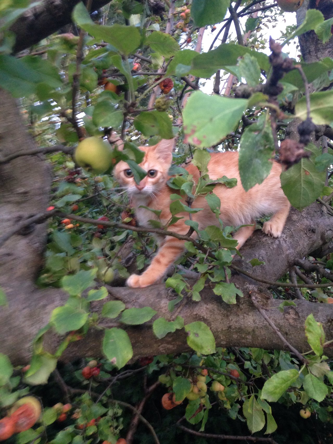 Ryšavé mačiatko  ktoré vie lozit po stromoch :)