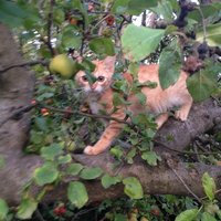 Ryšavé mačiatko  ktoré vie lozit po stromoch :)