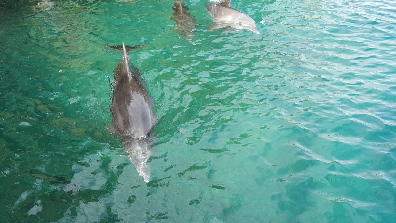 Vcera s delfinmi :)