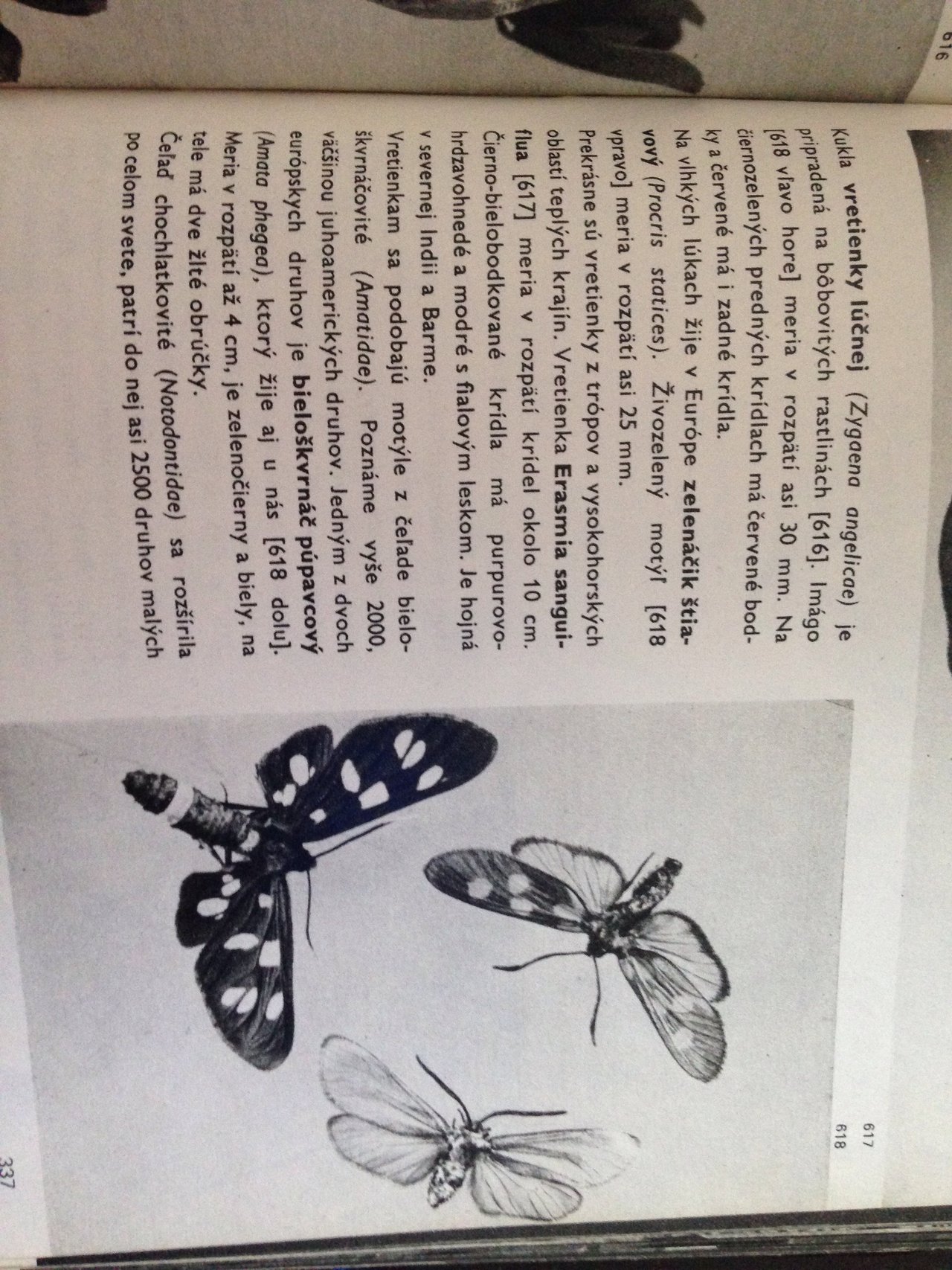 A tu je nás motýlik v atlase hmyzu z roku 1970. 