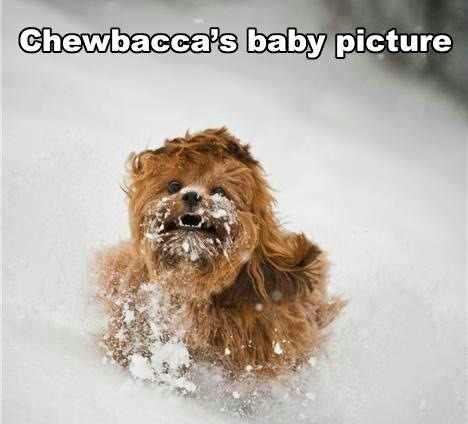 Raz si kúpim Wookiee psa... 