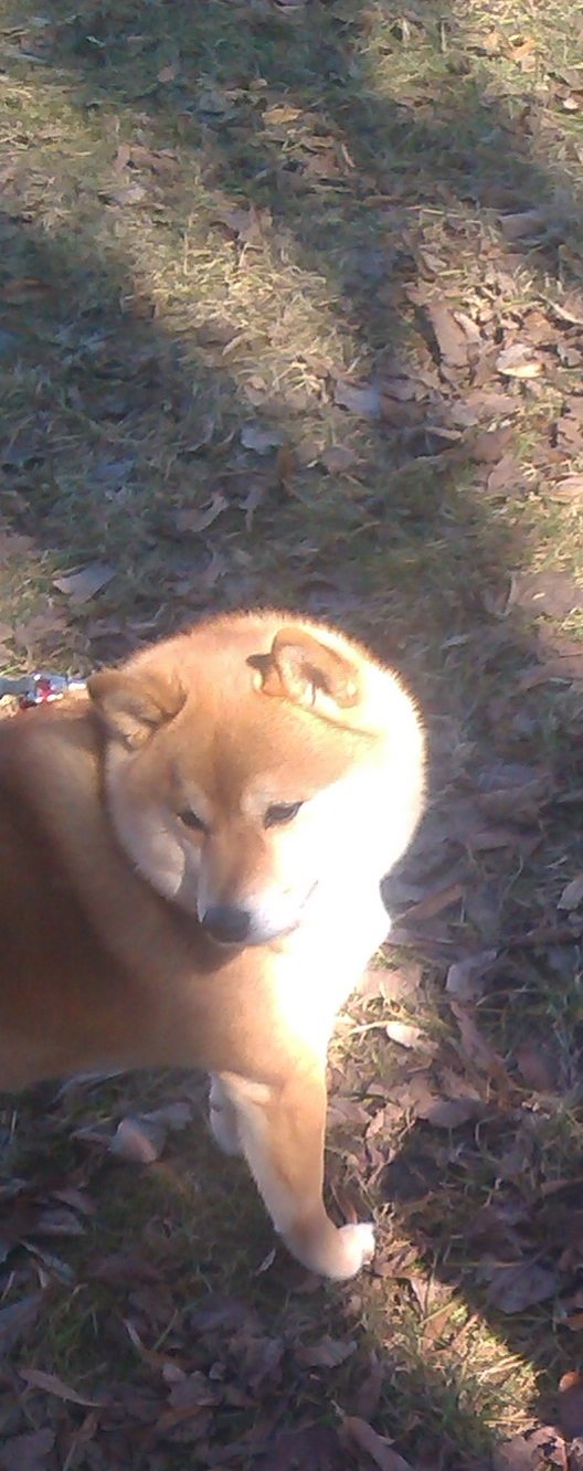 a wild doge appeared :)