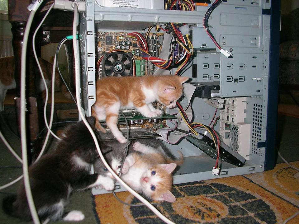 IT support, purrfect