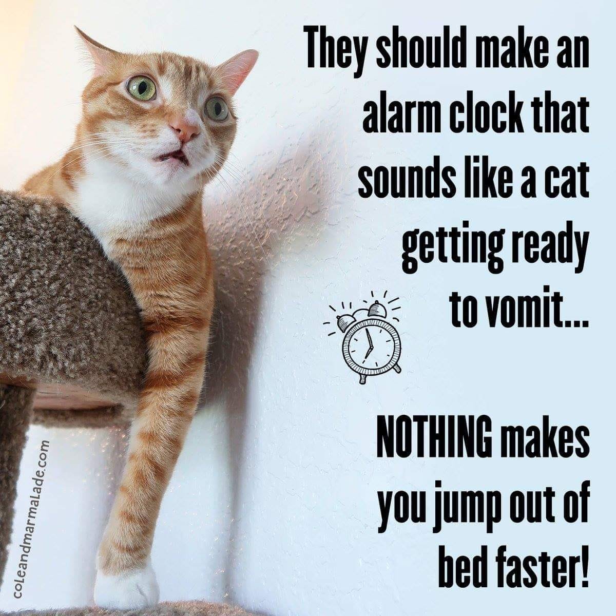 Ludia čo majú mačky a nevedia ráno vstávať z postele :D 