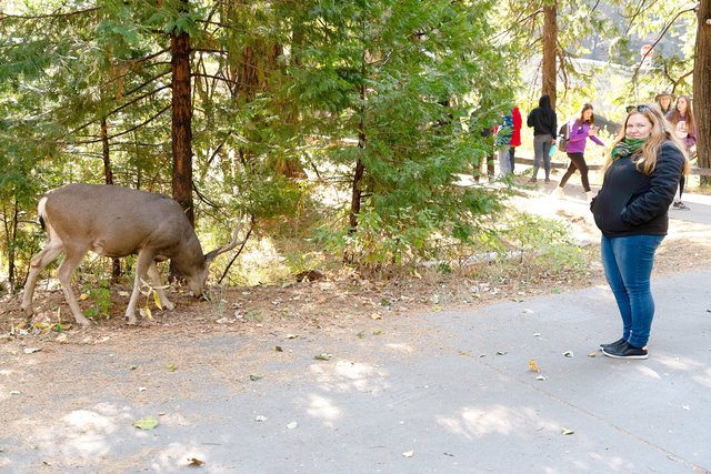 ja a mule deer v Yosemite :)