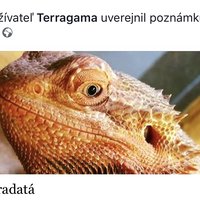 Na FB stránke Terragama pribudol manuál ku chovu agamy bradatej, časom pribudnú ďalšie :-)
